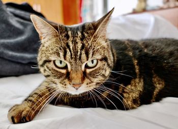Close-up portrait of a cat