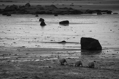 Scenic view of sea shore