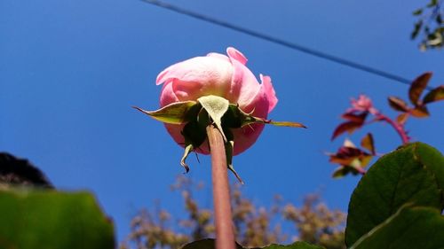 Close-up of flowers