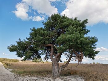 Trees on field against sky