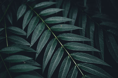 Close-up of wet leaves