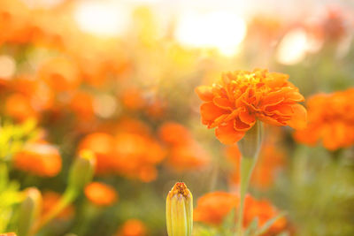 Closeup of orange marigolds bathed in sunlight in garden