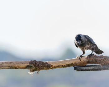 Bird perching on a branch