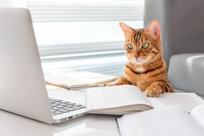 The cat uses a laptop while sitting at the table next to the books. home education concept.