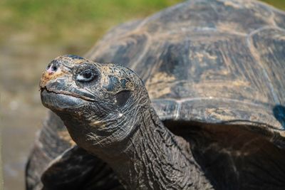 Close-up of tortoise on field