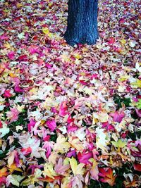 Full frame shot of autumn leaves