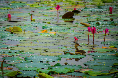 Close-up of lotus water lily in lake