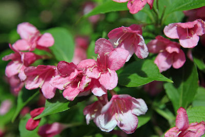 Close-up of pink flowers