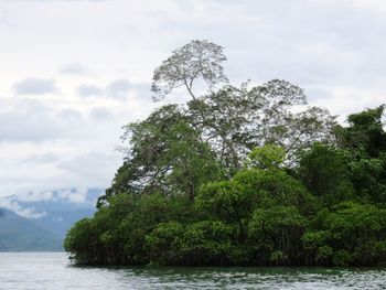 Trees by lake against sky