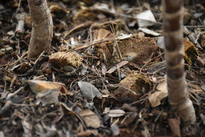 Full frame shot of dry leaves