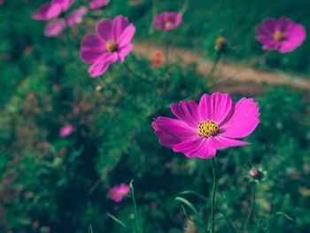 Close-up of pink cosmos flower