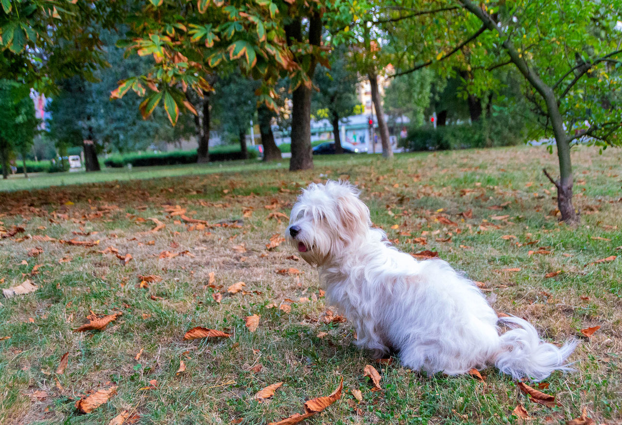 WHITE DOG IN PARK