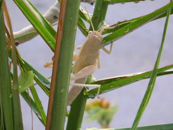 Close-up of plant