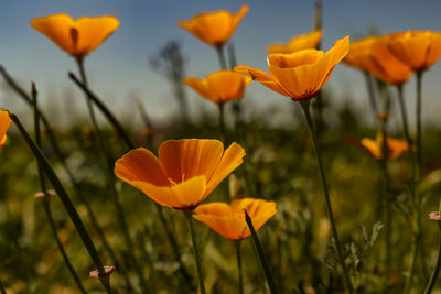 Close-up of orange crocus flowers on field