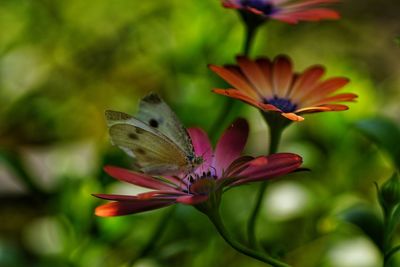 Close-up of butterfly on flower