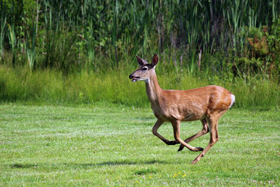 Side view of deer standing on field