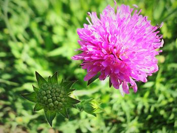 Close-up of pink flowers