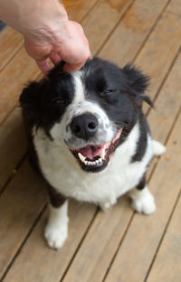 High angle view of dog lying on floor