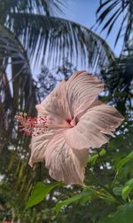 Close-up of hibiscus flower against trees
