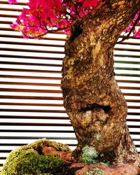 Close-up of sculpture on tree trunk