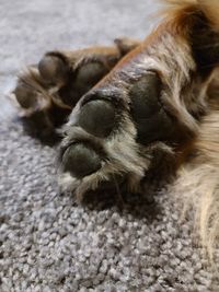 Close up of pads of dog front paws on grey background