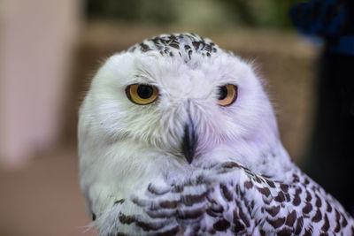 Close-up portrait of owl