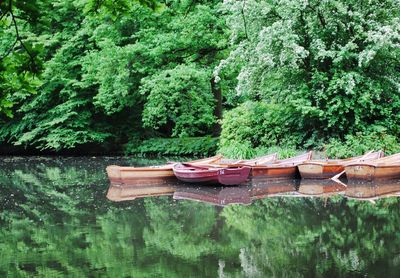 Plants and trees against calm lake