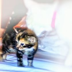 Close-up of cat