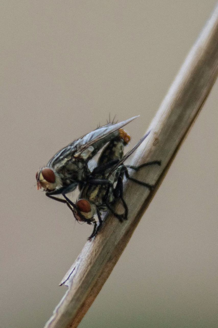 animal themes, one animal, animals in the wild, insect, wildlife, close-up, full length, perching, bee, selective focus, zoology, indoors, nature, housefly, bird, no people, day, wall - building feature, high angle view