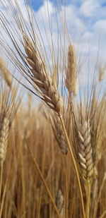 Close-up of wheat growing on field