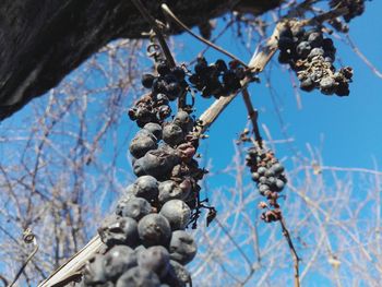 Low angle view of fruits on tree against blue sky