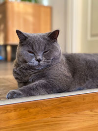 Close-up of a cat resting