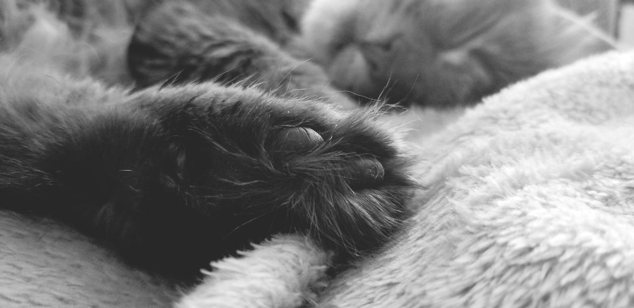CLOSE-UP OF CAT SLEEPING ON BLANKET