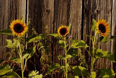 Sunflowers blooming against fence