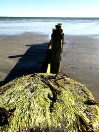 Close-up of sea shore at beach against sky