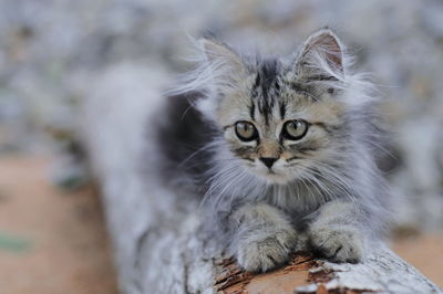 Close-up portrait of cat