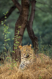 View of a cat on tree trunk