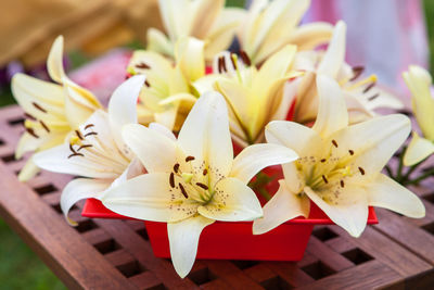 Close-up of frangipani flowers
