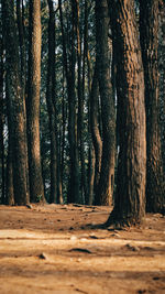 Trees in forest