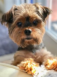 Close-up portrait of a dog at home