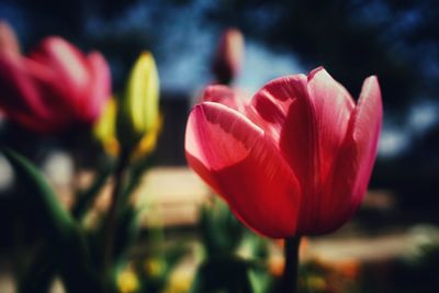 Close-up of pink flower