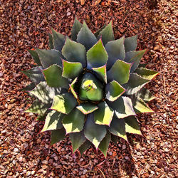 High angle view of succulent plant on field