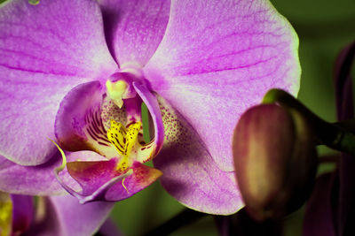 Close-up of purple orchids