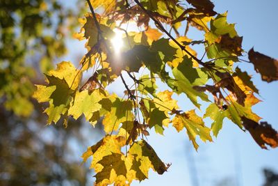 Low angle view of autumnal tree against sky