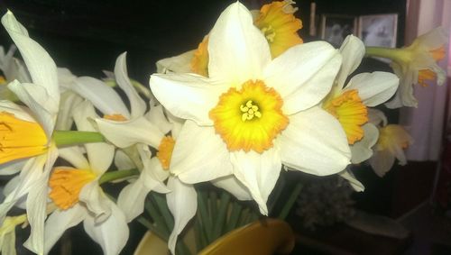 Close-up of white flowers