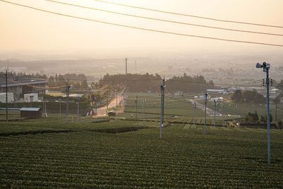 Early morning tea plantation landscape