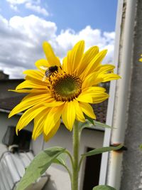 Close-up of bee pollinating on sunflower