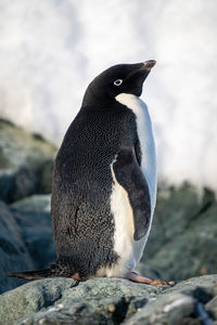 Adelie penguin stands on rock lifting beak