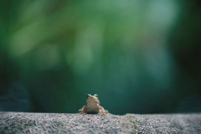 Frog on retaining wall