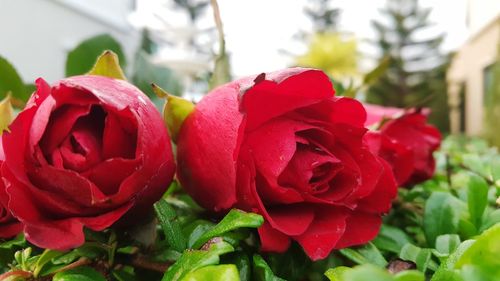 Close-up of red rose